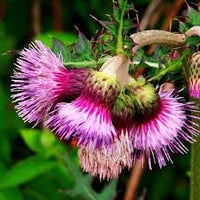 Rosa Arctium Lappa Blumensamen zur Aussaat – pflegeleicht – Traditionssorte & ohne Gentechnik Samen Hausgarten