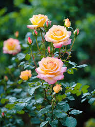 Gelb Rosa Rose Blumensamen zur Aussaat – Landhaus Garten wichtig – Traditionssorte & ohne Gentechnik Samen Hausgarten