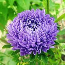 dunkel Lila China Aster Blumensamen zur Aussaat Halbschatten verträglich Traditionssorte & ohne Gentechnik Samen Hausgarten