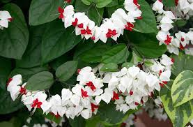 Clerodendrum Thomsonae Blumensamen zur Aussaat – farbenfroh Schau – Traditionssorte & ohne Gentechnik Samen Hausgarten