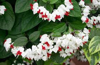 Clerodendrum Thomsonae Blumensamen zur Aussaat – farbenfroh Schau – Traditionssorte & ohne Gentechnik Samen Hausgarten