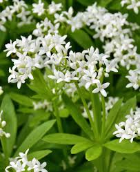 Galium Blumensamen zur Aussaat – sonnenliebend – Traditionssorte & ohne Gentechnik Samen Hausgarten