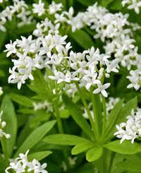 Galium Blumensamen zur Aussaat – sonnenliebend – Traditionssorte & ohne Gentechnik Samen Hausgarten