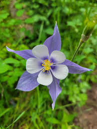 Himmelblau Columbine Blumensamen zur Aussaat ideal Rabatten Traditionssorte & ohne Gentechnik Samen Hausgarten