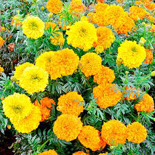 Studentenblume Blumensamen zur Aussaat – Wildblume Mischung – Traditionssorte & ohne Gentechnik Samen Hausgarten