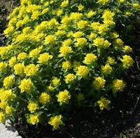Gelb Euphorbia Polychroma Blumensamen zur Aussaat – Wildblume Mischung – Traditionssorte & ohne Gentechnik Samen Hausgarten