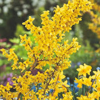 Forsythia Blumensamen zur Aussaat – Wildblume Mischung – Traditionssorte & ohne Gentechnik Samen Hausgarten