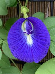 Clitoria Blumensamen zur Aussaat leuchtend Blüten Traditionssorte & ohne Gentechnik Samen Hausgarten