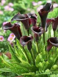 Schwarz Ritterstern Blumensamen zur Aussaat Wildblume Mischung Traditionssorte & ohne Gentechnik Samen Hausgarten