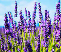 Violett Lavendel Blumensamen zur Aussaat lang Blüte Saison Traditionssorte & ohne Gentechnik Samen Hausgarten