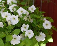 Weiß Petunie Wave Blumensamen zur Aussaat – leuchtend Blüten – Traditionssorte & ohne Gentechnik Samen Hausgarten