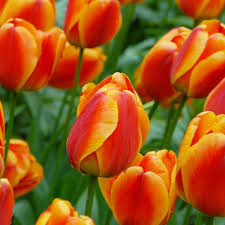 Rot Orange Tulpe Blumensamen – hochwertige Qualitäts- Traditionssorte & ohne Gentechnik Hausgarten