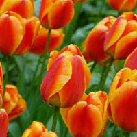 Rot Orange Tulpe Blumensamen – hochwertige Qualitäts- Traditionssorte & ohne Gentechnik Hausgarten