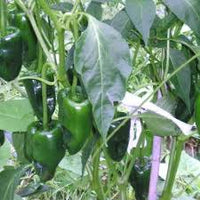 Green Ancho Poblano Gemüse Planting Samen