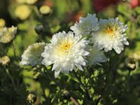 Weiß Grün Chrysantheme Blumensamen zur Aussaat – Bestäuber freundlich – Traditionssorte & ohne Gentechnik Samen Hausgarten