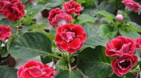 Rot Gloxinie Blumensamen farbenfroh Schau Traditionssorte & ohne Gentechnik Samen Hausgarten