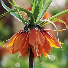 Rot Fritillaria Blumensamen zur Aussaat Garten beliebt Traditionssorte & ohne Gentechnik Samen Hausgarten