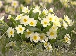 Creme Primel Malacoides Blumensamen zur Aussaat leuchtend Traditionssorte & ohne Gentechnik Samen Hausgarten