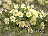 Creme Primel Malacoides Blumensamen zur Aussaat leuchtend Traditionssorte & ohne Gentechnik Samen Hausgarten