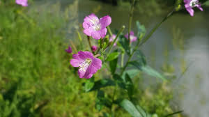 Epilobium Parviflorum Blumensamen zur Aussaat – saisonal Dauerblüher – Traditionssorte & ohne Gentechnik Samen Hausgarten