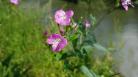 Epilobium Parviflorum Blumensamen zur Aussaat – saisonal Dauerblüher – Traditionssorte & ohne Gentechnik Samen Hausgarten