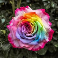 mehrfarbig Hausgarten Rose Blumensamen zur Aussaat pflegeleicht Traditionssorte & ohne Gentechnik Samen Hausgarten