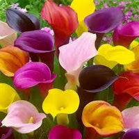 Calla Blumensamen Rot Gelb Blumensamen zur Aussaat – Anzucht – Traditionssorte & ohne Gentechnik Samen Hausgarten