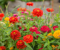 Rot Zinnie Blumensamen zur Aussaat leuchtend Blüten Traditionssorte & ohne Gentechnik Samen Hausgarten