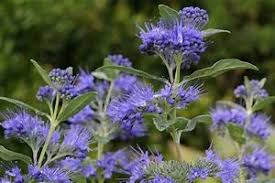Blau Prachtspiere Blumensamen zur Aussaat saisonal Dauerblüher Traditionssorte & ohne Gentechnik Samen Hausgarten