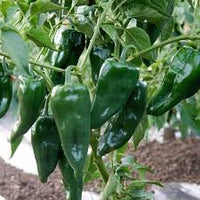 Green Ancho Poblano Gemüse Planting Samen