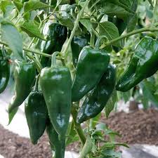 Green Ancho Poblano Gemüse Planting Samen