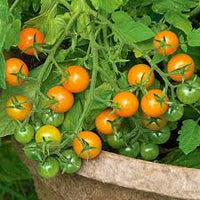 Sungold Tomate Planting Samen - Grow Delicious Tomatees