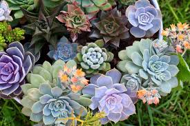 Grün Lila Succulent Blumensamen zur Aussaat Wildblume Mischung Traditionssorte & ohne Gentechnik Samen Hausgarten