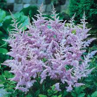 Lavendel Prachtspiere Blumensamen zur Aussaat leuchtend Blüten Traditionssorte & ohne Gentechnik Samen Hausgarten