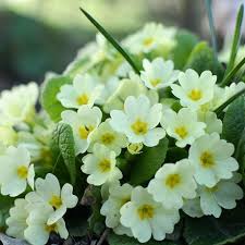 Creme Primel Malacoides Blumensamen zur Aussaat leuchtend Traditionssorte & ohne Gentechnik Samen Hausgarten