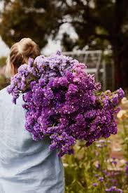 Statice Lila Anziehung Samen Lila Statice Blumen