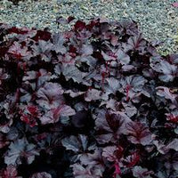 Schwarz Obsidian Blumensamen zur Aussaat – Landhaus Garten wichtig – Traditionssorte & ohne Gentechnik Samen Hausgarten