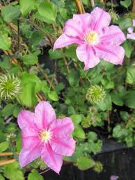 Pfirsichfarben Waldrebe Blumensamen zur Aussaat – farbenfroh Schau – Traditionssorte & ohne Gentechnik Samen Hausgarten