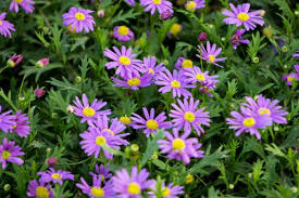 Lila Iberidifolia Blumensamen zur Aussaat – leuchtend – Traditionssorte & ohne Gentechnik Samen Hausgarten
