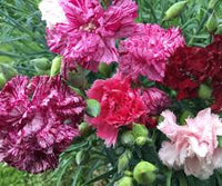 Gemischt Nelke Sonata Blumensamen zur Aussaat – duftend Blüten – Traditionssorte & ohne Gentechnik Samen Hausgarten