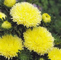 hell Gelb Aster Blumensamen zur Aussaat leuchtend Blüten Traditionssorte & ohne Gentechnik Samen Hausgarten