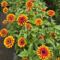 Zowie Blumensamen zur Aussaat – leuchtend Blüten – Traditionssorte & ohne Gentechnik Samen Hausgarten