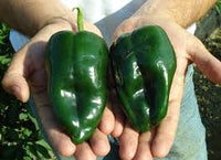 Green Ancho Poblano Gemüse Planting Samen