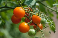 Sungold Tomate Planting Samen - Grow Delicious Tomatees