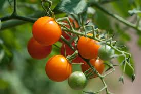 Sungold Tomate Planting Samen - Grow Delicious Tomatees