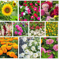 Mischfarbe Blumensamen zur Aussaat – Bestäuber freundlich – Traditionssorte & ohne Gentechnik Samen Hausgarten
