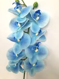 Blau Weiß Schmetterlingsorchidee Orchidee Blumensamen zur Aussaat Landhaus Garten wichtig Traditionssorte & ohne Gentechnik Samen Hausgarten