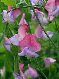 Duftwicke Samen Lathyrus odoratus