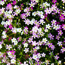 mehrfarbig Gypsophila Blumensamen zur Aussaat saisonal Dauerblüher Traditionssorte & ohne Gentechnik Samen Hausgarten