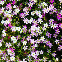 mehrfarbig Gypsophila Blumensamen zur Aussaat saisonal Dauerblüher Traditionssorte & ohne Gentechnik Samen Hausgarten